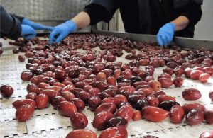 ΔΟΕΠΕΛ: “Ομαλοποιείται η εξαγωγική αγορά της ελιάς Καλαμών/Καλαμάτα μετά τη σημερινή (02/04) απόφαση του ΣτΕ”