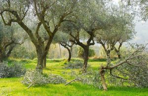 Ελιά: Προστασία από εχθρούς και ασθένειες – Ξεκινούν και τα κλαδέματα