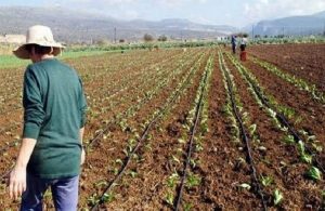 «Κόκκινα» αγροτικά δάνεια 3,8 δισ. ευρώ – Ανακοινώθηκαν οι νέες ρυθμίσεις