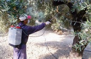 Εισφορά Δακοκτονίας για το ελαιοκομικό έτος 2023 – 2024