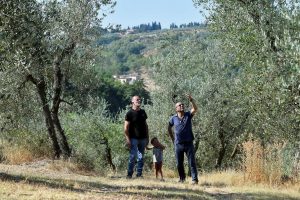 Ιταλία: Τουρίστες πληρώνουν ελαιοπαραγωγούς για να τους… μαζέψουν τις ελιές