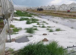 Hλεία: Xαλαζόπτωση κατέστρεψε καλλιέργειες σε Γαστούνη, Ήλιδα και Πηνεία