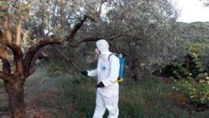 Ξεκινούν ψεκασμοί δακοκτονίας στην ΠE Ηλείας
