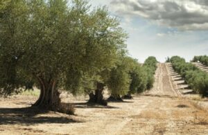 Οσμή σκανδάλου στο ΥΠAAΤ εις βάρος των ελαιοπαραγωγών