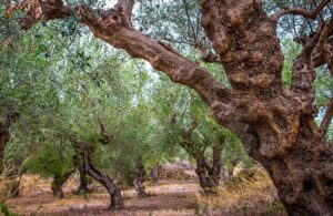 Η τεχνητή νοημοσύνη (AI) ασπίδα για την προστασία των ελαιόδεντρων από τα παράσιτα
