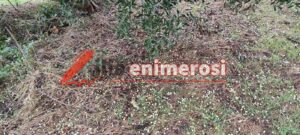 Πύργος: «Χαμάδα» οι ελιές από τους ισχυρούς ανέμους! (vids+ pics)