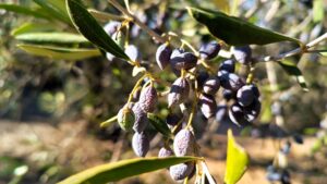 Hλεία – Ελαιόλαδο: Μείωση της παραγωγής περίπου 10.000 τόνους (33%)